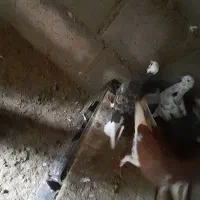 کبوتر فروشی|پرنده|میناب, |دیوار