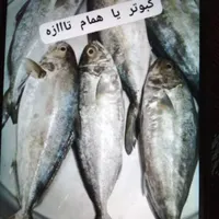 ماهی موجود|ماهی|بندر کنگان, |دیوار