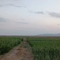 تولید و فروش نهال شناسه دار ۴۰ سال سابقه|خدمات باغبانی و درختکاری|شبستر, |دیوار