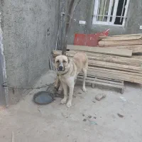سگ نگهبان سرابی|سگ|چهاردانگه (تهران), |دیوار