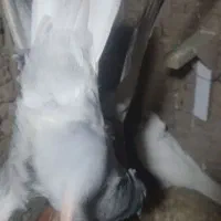 تعدادی کفتر|پرنده|زرند, |دیوار