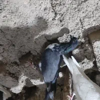 کبوتر|پرنده|پیر سلیمان, |دیوار