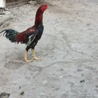خروس لاری