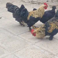 خروس پا پر|حیوانات مزرعه|مشهد, محمدآباد|دیوار