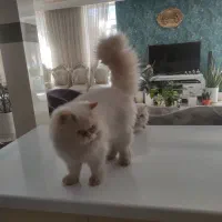 بچه گربه پرشین|گربه|نیشابور, میدان حافظ|دیوار