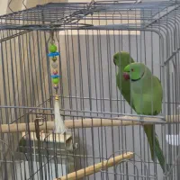 فروش طوطی ملنگو