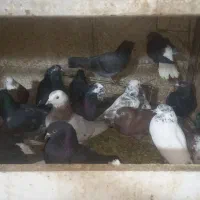 انواع کبوترومرغ های رسمی ونیمه رسمی بزرگ