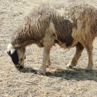 فروش 5عددمیش|حیوانات مزرعه|شیراز, حومه شیراز|دیوار
