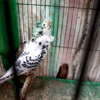 مرغ عشق پروانه ای