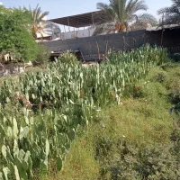 کاکتوس آپونتیا میوه ده