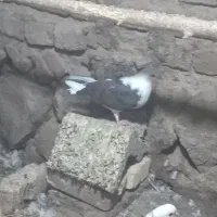 کبوتر|پرنده|کشکسرای, |دیوار