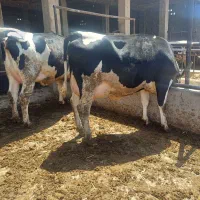 تلیسه آبستن سنگین گاوداری