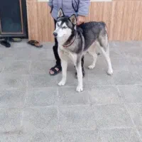 معاوضه هم دارم