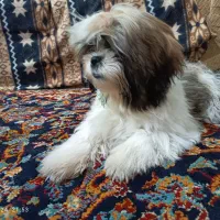 سگ شیتزو فلت