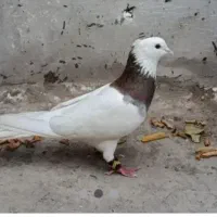 کلفه قرمز نر فراری