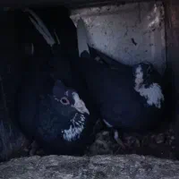 نرماده پلنگ