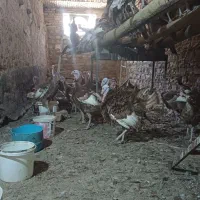 بوقلمون سمنی