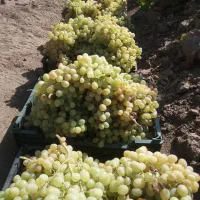 انگور فخری درجه یک