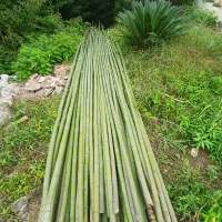 فروش نی بامبو|عمده‌فروشی|رودبنه, |دیوار