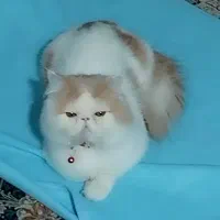 گربه|گربه|قدس, شهر‌قدس|دیوار