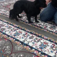 سگ پامر روباهی