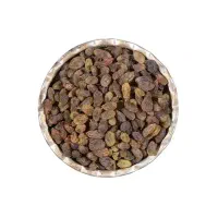 شکمش سایه خشک . گردو