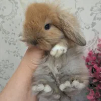 لوپ|موش و خرگوش|اهواز, شریعتی جنوبی|دیوار