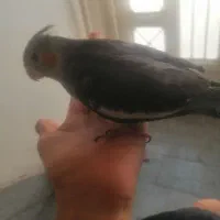 عروس هلندی نر