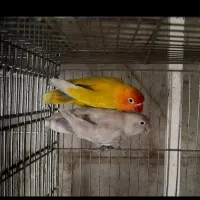 ۲جفت برزیلی مولد کار داده و ۱عدد گرینچیک ماده مست