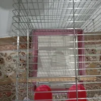 فقط عروس هلندی