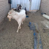 نر بز اصل سانن|حیوانات مزرعه|نیمبلوک, |دیوار