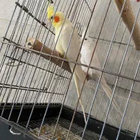 عروس هلندی نر|پرنده|ماکو, |دیوار