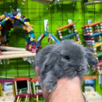 خرگوش مینی لوپ|موش و خرگوش|قائم‌شهر, |دیوار