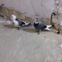 کفتر‌غریب‌کیرسه‌تا‌ش‌یک‌میلیون