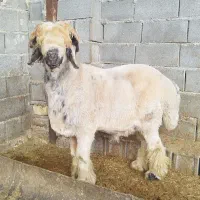 بره کوهه بختیاری بذری