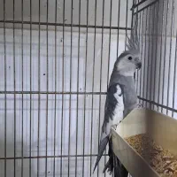 پرنده سرای امازون|پرنده|فولادشهر, سایت صنعتی کاوه|دیوار