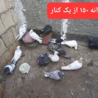 کفتر جفتگاه پرشی