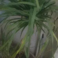 درختچه لیندا سی ساله