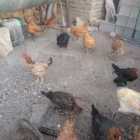 سلام مرغ سیاه تخمی|حیوانات مزرعه|سبزوار, قصبه غربی|دیوار