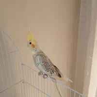 فروش جوجه عروس هلندی خانگی