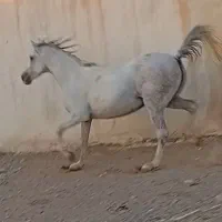 مادیان درشت آبستن از الاغ قاطر داخل شکمشه