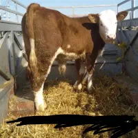 مرکز فروش گوساله