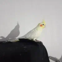 پرنده|پرنده|مشگین شهر, |دیوار