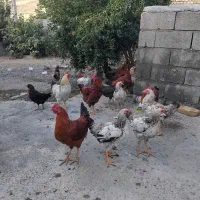 فروش ۲۴ قطعه مرغ وخروس ۸ماهه
