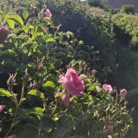 فروش نهال گل محمدی کاشان نژاد اردهالی|خدمات باغبانی و درختکاری|کاشان, فاز ۲ ناجی آباد|دیوار