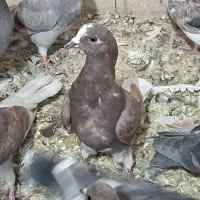 کبوتر|پرنده|سیرجان, |دیوار