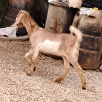 تیشتر ابپخش