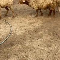 قوچ|حیوانات مزرعه|اصلاندوز, |دیوار