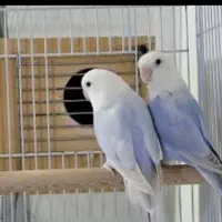 جفت مولد کوتوله مارال یاسی