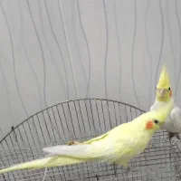 عروس هلندی لوتیونو  سخنگو. یک جفت نر و ماده